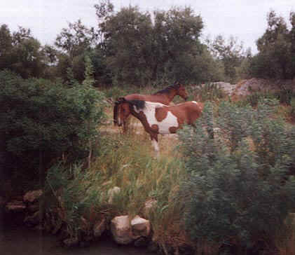 Carmarque-Pferde